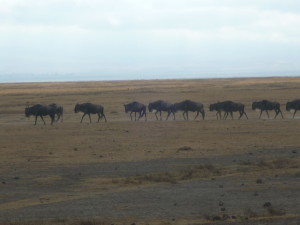 ngorowildebeest