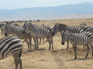 ngorozebra