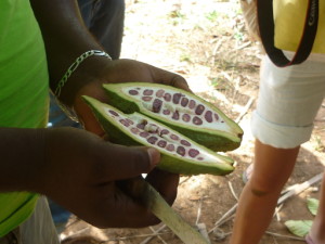 cacao